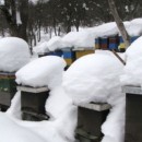 Košnice pod snijegom