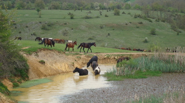 Batovo polje Batovo polje