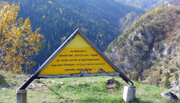 Pančićeva omorika u Višegradu