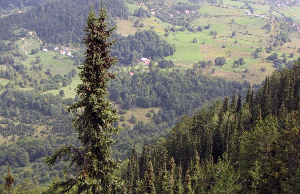 Pančićeva omorika u Višegradu