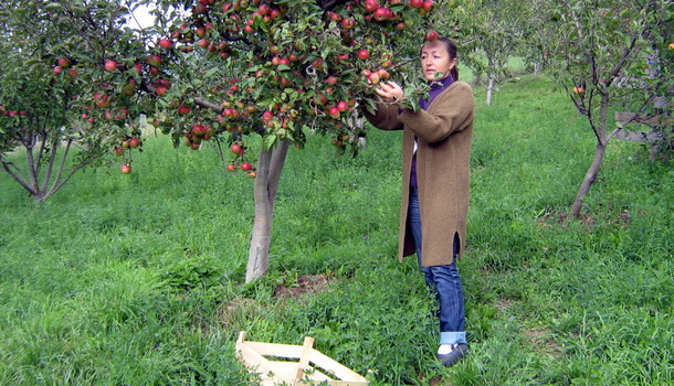 Rogatica-Slađana Ujić u berbi jabuka