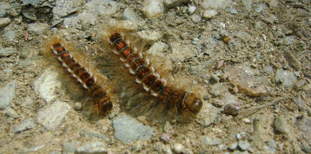 Gusjenica