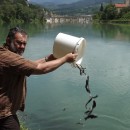 Poribljavanje Drine u Višegradu