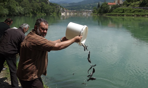 Poribljavanje Drine u Višegradu