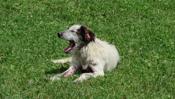 Psi lutalice u Rogatici