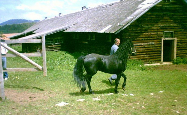 Ergela na Borikama 3