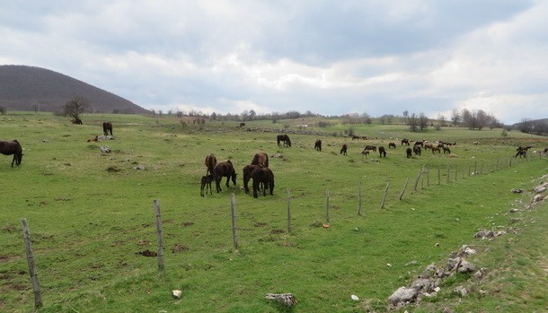 Ranc na Borikama (2)