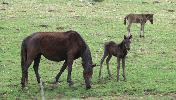 Ranc na Borikama (3)