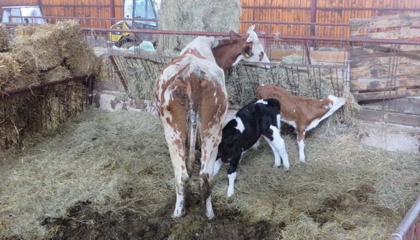 Ranc na Borikama (4)