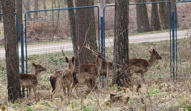 Srne kod hotela na Borikama