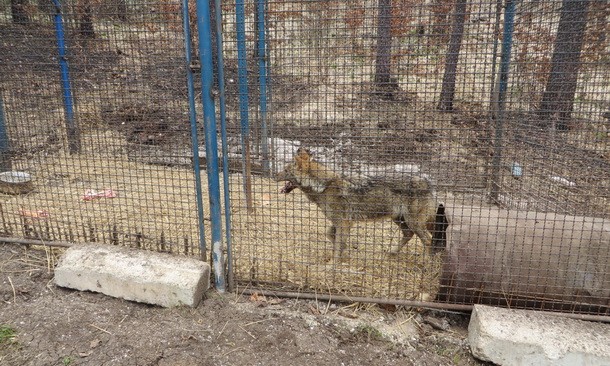 Vuk u kavezu na Borikama