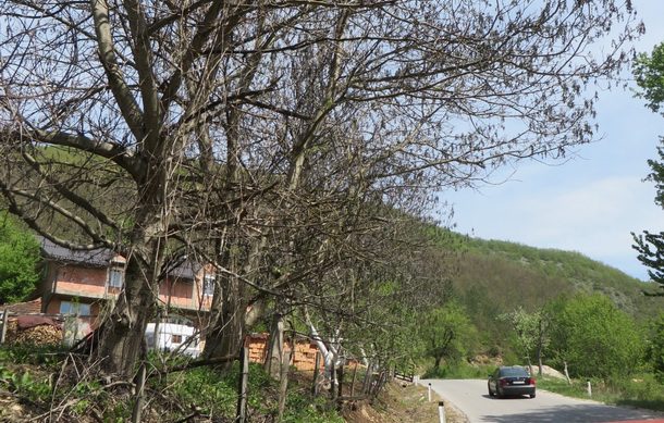 Orah u Rogatici (2)