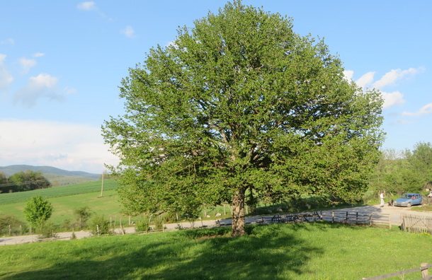 Rogatica-mlado drvo lijeske na Lijesci (1)