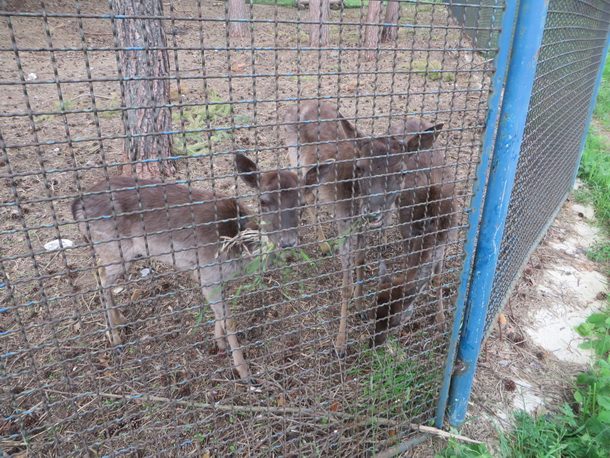 Rogatica-izgladnjele srne lopatara na Borikama