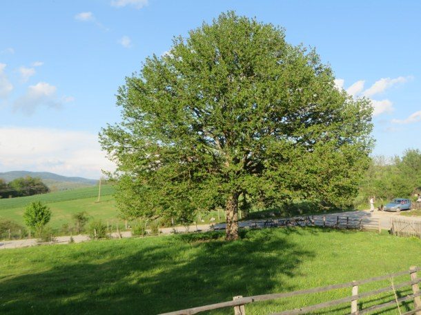 Rogatica-mlado drvo lijeske na Borikama 5