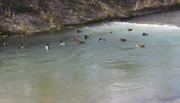rogatica-divlje-patke-na-rakitnici2