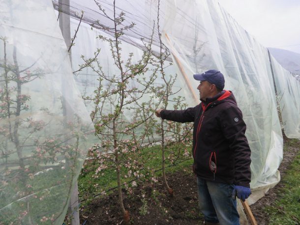 vocnjak-knezevic-u-rogatici-3