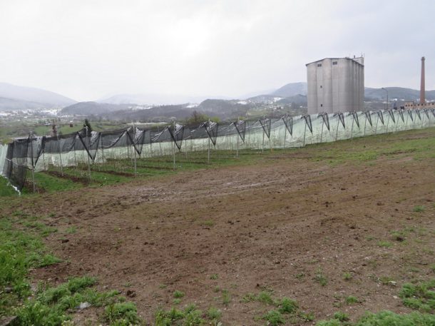 vocnjak-knezevic-u-rogatici-4