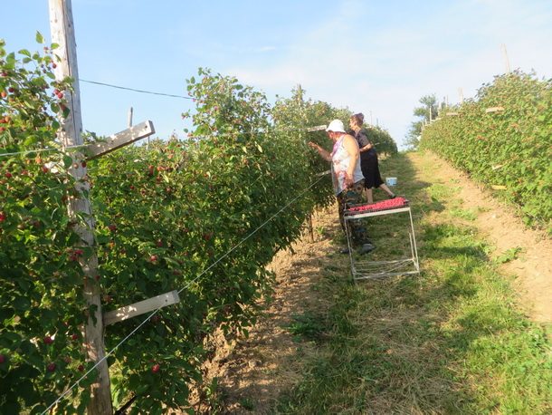 malinjak-branke-obradovic