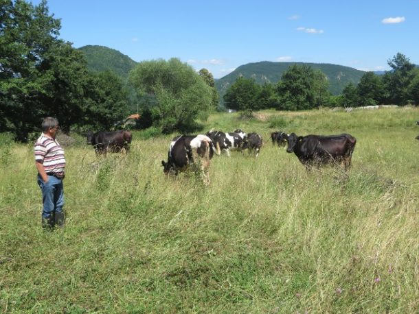 rogatica-krave-iz-farme-vitomira-na-pasi-640x480