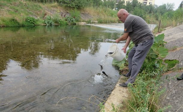 rogatica-poribljavanje-rakitnice