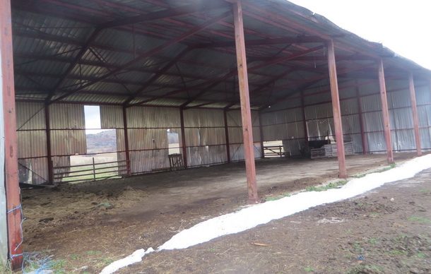 konji-ergela-na-borikama-2