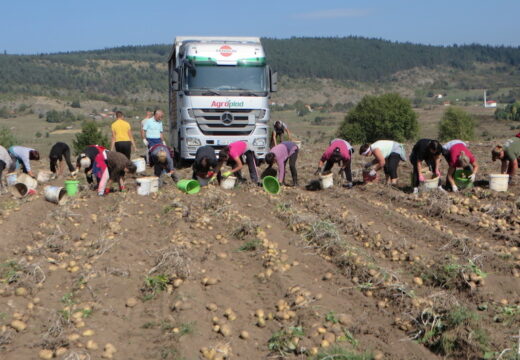 Rod solidan – fale berači [FOTO]
