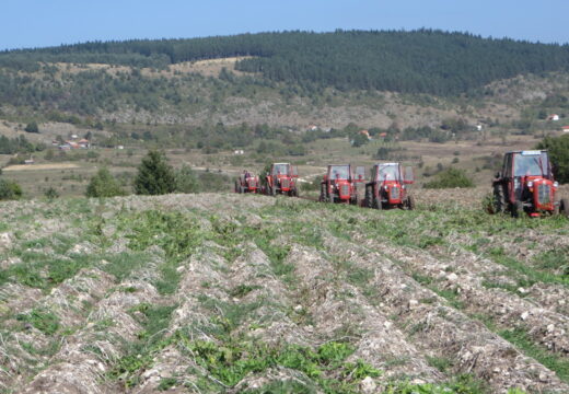 Rod solidan – fale berači [FOTO]