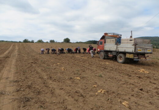 Rod solidan – fale berači [FOTO]