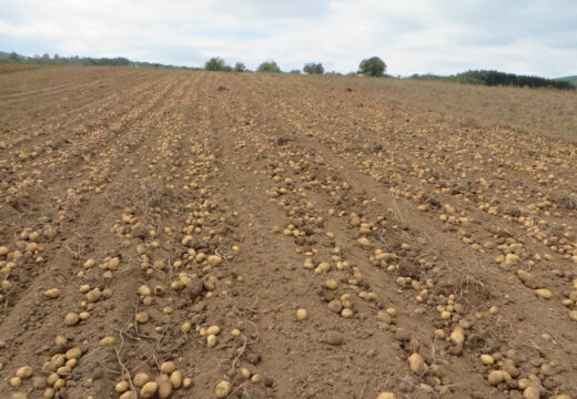 Rod solidan – fale berači [FOTO]