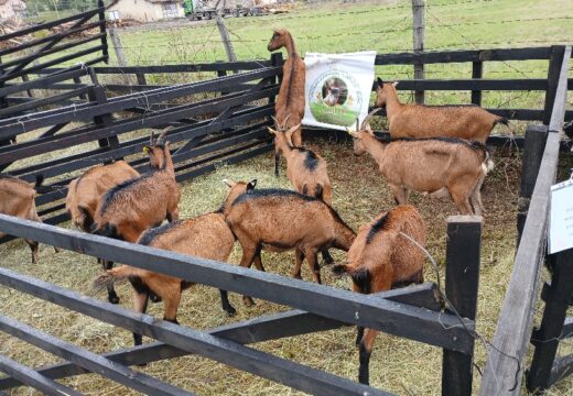 Poljoprivredna izložba u Rogatici kroz zanimljive fotografije