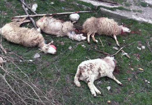 Šakal zaklao 13 ovaca u Koritniku