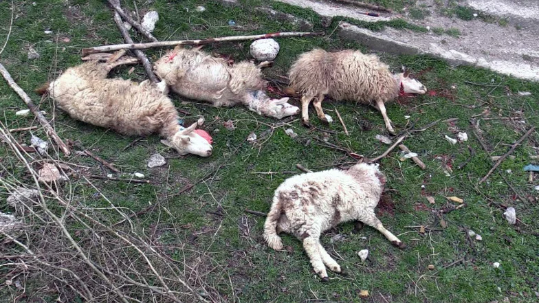 Šakal zaklao 13 ovaca u Koritniku